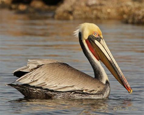 Your home for new orleans pelicans tickets. Brown Pelican Facts | Anatomy, Diet, Habitat, Behavior