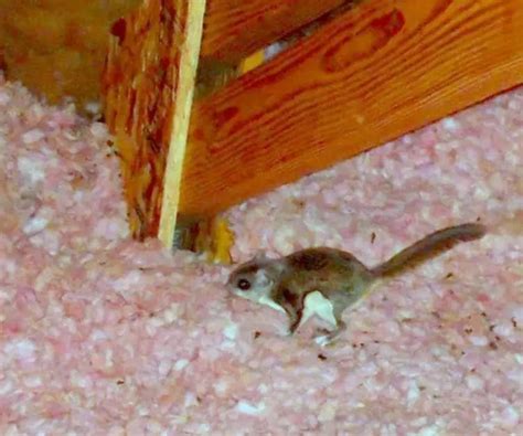 How To Get Rid Of Flying Squirrels In Attic