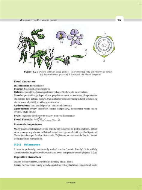 Cbse Class 11 Biology Chapter 5 Morphology Of Flowering Plants Cbse
