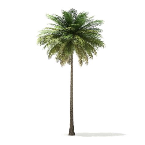 We did not find results for: Coconut Palm Tree 3D Model 10m | CGTrader