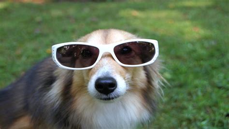 Funny Dog With Sunglasses 1920 × 1080 Wallpaper