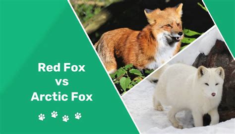 Red Fox Vs Arctic Fox Key Differences And Similarities Pet Keen