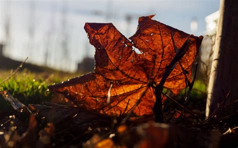 Download Wallpaper 3840x2400 Leaf Branches Autumn Macro Dry 4k
