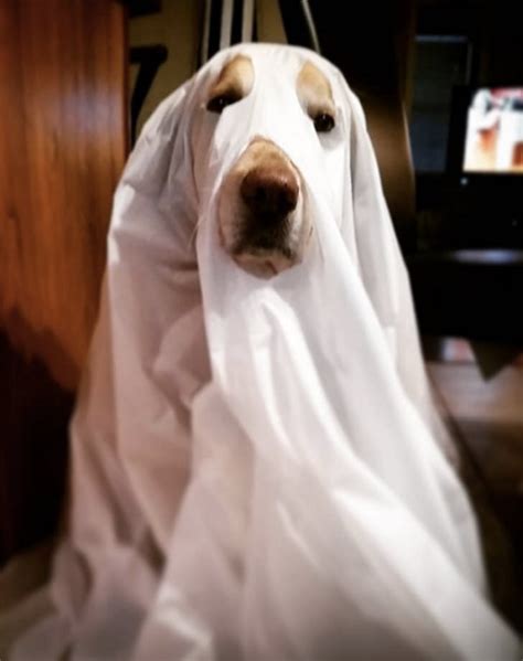 17 Best Labrador Halloween Costume Ideas