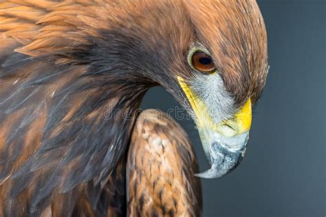 Golden Eagle Profile Portrait Stock Image Image Of Iris Captive