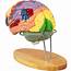 VEVOR Human Brain Model Anatomy 4 Part Of W/Labels 