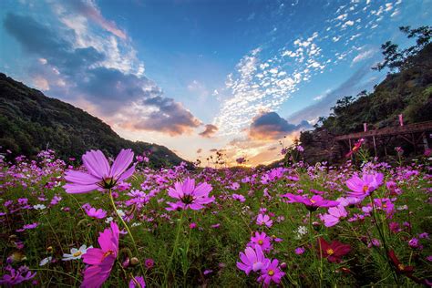 Cosmos Flower Field At Sunset Photograph By Philip Walker Fine Art