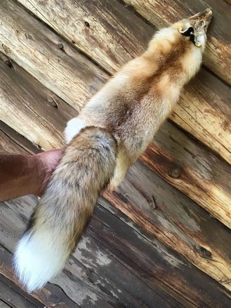 Real Wild Red Fox Pelt Fresh Tanned Fur Leather Man Cave Art Etsy