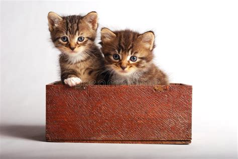 Two Cute Kittens Stock Photo Image Of Lying Parent 13462238