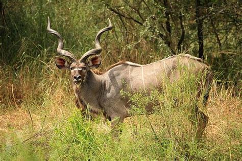 317 Best Bucks Images On Pinterest Animal Kingdom Deer And Wild Animals