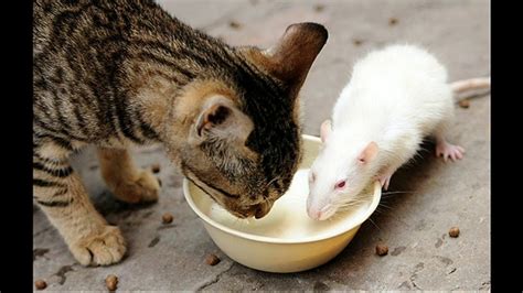 Gambar Tikus Dan Kucing