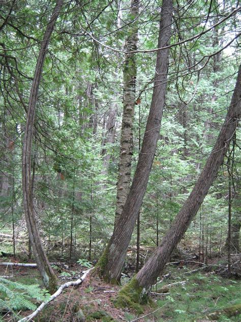 Eastern White Cedar Trees Of Manitoba · Inaturalist