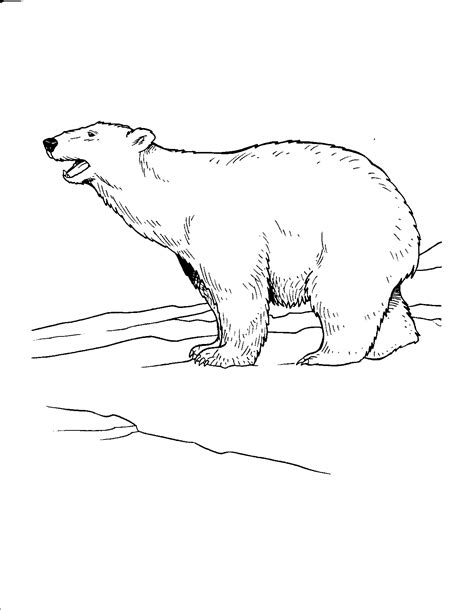 Check spelling or type a new query. Free Printable Polar Bear Coloring Pages For Kids
