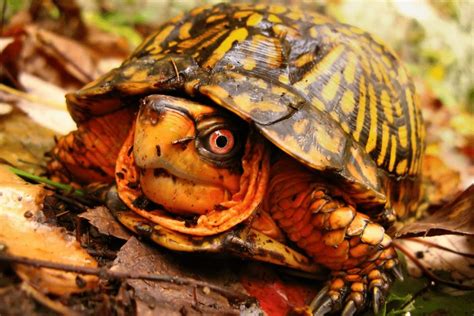 Eastern Box Turtle Facts Critterfacts