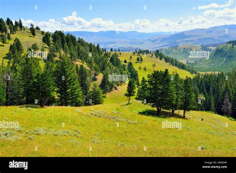 Blacktail Plateau In Yellowstone National Park Wyoming In Summer Stock