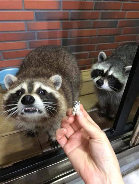 20 Chubby Raccoons Who Ate All The Foods Artofit