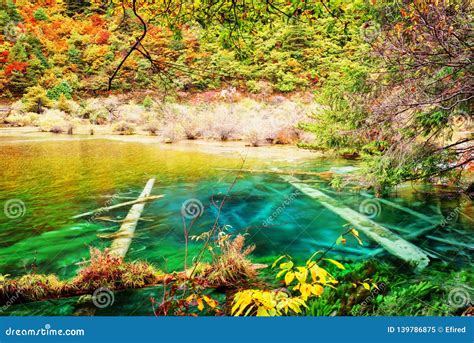 Azure Crystal Water Of Lake With Submerged Tree Trunks In Autumn Stock
