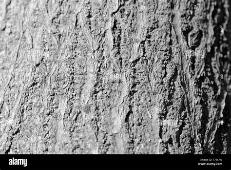 Tree Bark Texture Close Up Natural Background Black And White Stock