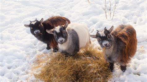 Free Images Nature Snow Winter Hay Farm Cute Country Wildlife