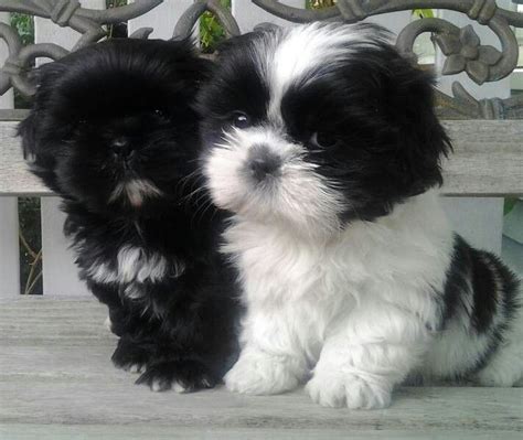 Two Baby Shih Tzu Puppiesso Precious Shih Tzus Shih Tzu Hund