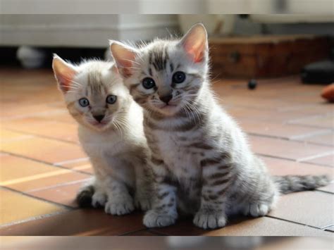 Dennoch sind sie aufgrund ihres wilden erbes aktive tiere, die ein hohes temperament aufweisen. Bengal Kitten, Katzen Babys aus Welt Champion Verpaarung ...