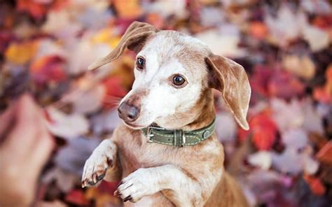 Why Adopt A Senior Pet Amc Blog