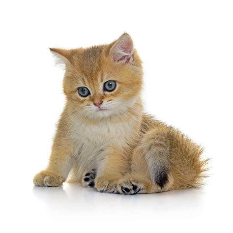 The Personality of a Tabby Cat is Quite Unique in All ...