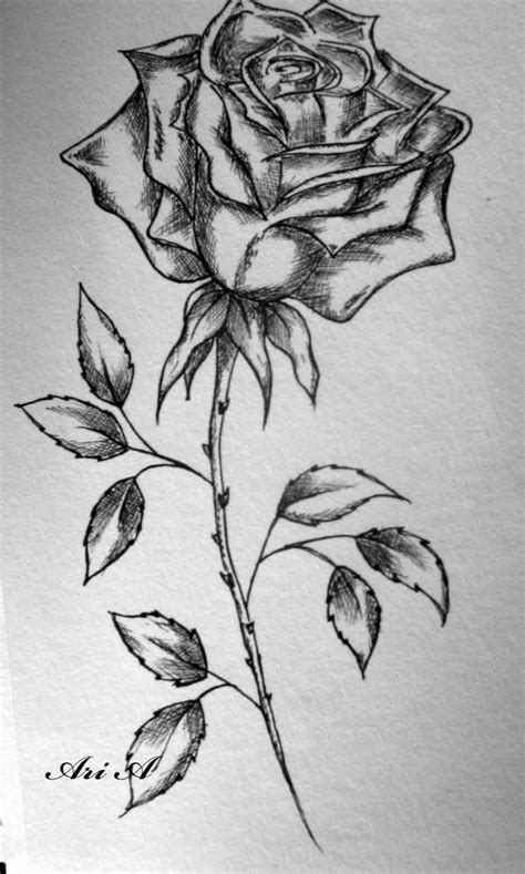 Rose Disegno Facile Disegni Di Rose Da Stampare Foto Nanopress Donna