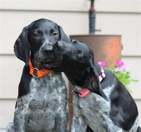 Our Black German Shorthaired Pointer Puppies