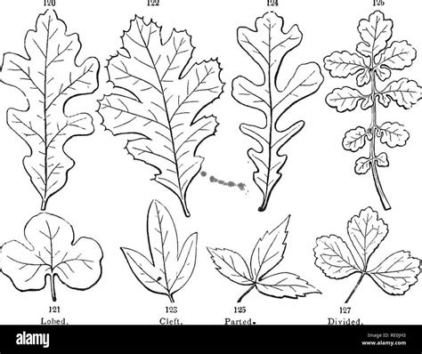 Botany For Young People And Common Schools How Plants Grow A