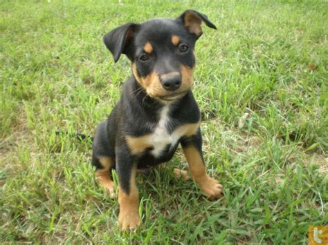 Australian Kelpie Puppy Just Like Kanga