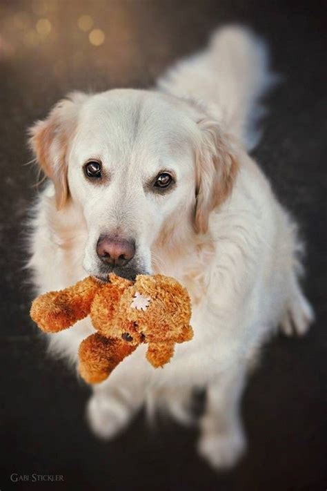 Golden Retriever Mali And His Teddy Bear Photography By