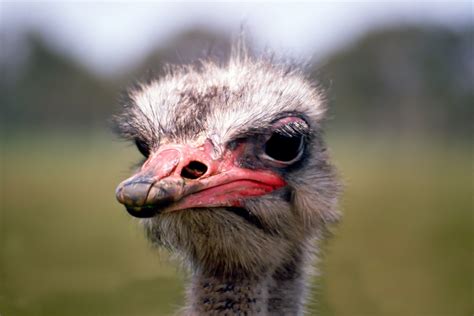 Free Images Wildlife Bouquet Beak Fauna Close Up Emu Vertebrate