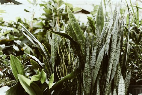 5 Unkillable Houseplants That Are Perfect For Roommates