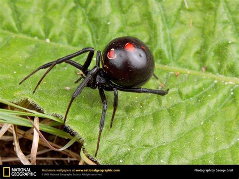 Black Widow Spiders Wallpapers Wallpaper Cave