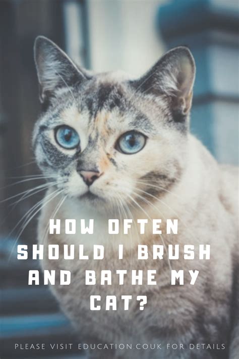 For most of the babies, warm water is soothing, but there are a few cases that may not like the warm water. How often should I brush and bathe my cat? | Cats, Funny ...