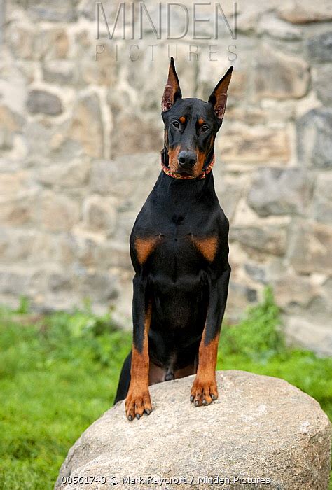 Minden Pictures Doberman Pinscher Canis Familiaris With Clipped Ears