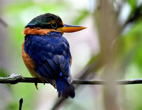 The Life Journey In Photography Rufous Collared Kingfisher Male