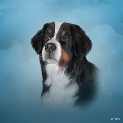 Drawing Bernese Mountain Dog By Bonidog Redbubble