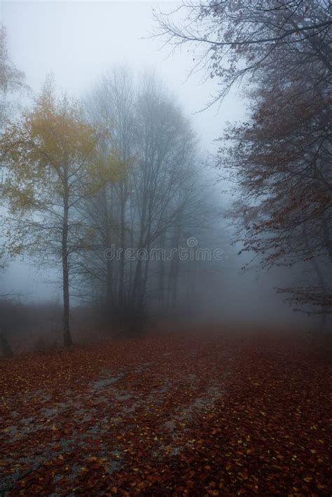 Foggy Forest Path Stock Photo Image Of Glow Landscape 111340218