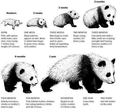 Everything You Need To Know About Baby Pandas In One Chart Panda