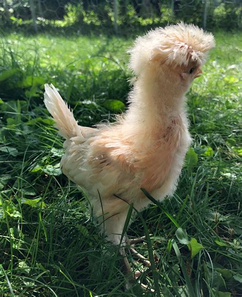 Chocobo In Real Life Rfinalfantasy