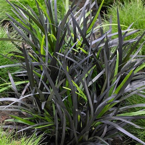 If you have shady areas, you'll want to start black monda grass seeds for a unique and attractive grass. Black Mondo Grass - Ophiopogon | American Meadows | Black ...