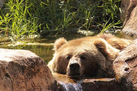 Brown Bear In Water Free Photo Download Freeimages