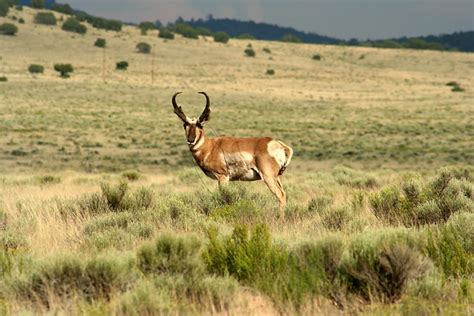 Pronghorn Antelope Country Usa Flickr Photo Sharing