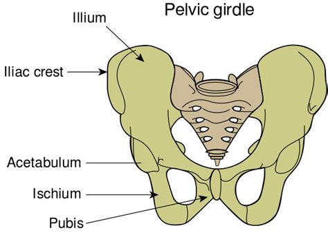 Difference Between Pelvis And Pelvic Girdle Compare The Difference