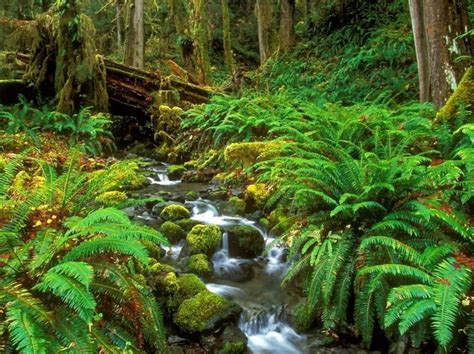 Rainforest In Washington Oregon Scenery Olympic National Park