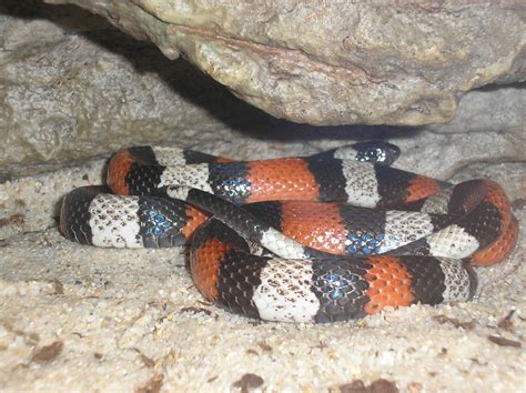 Filemilk Snake P9240112 Wikimedia Commons