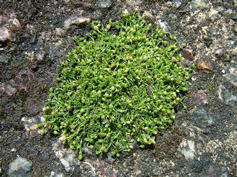 Sagina Procumbens Procumbent Pearlwort Caryophyllaceae Images