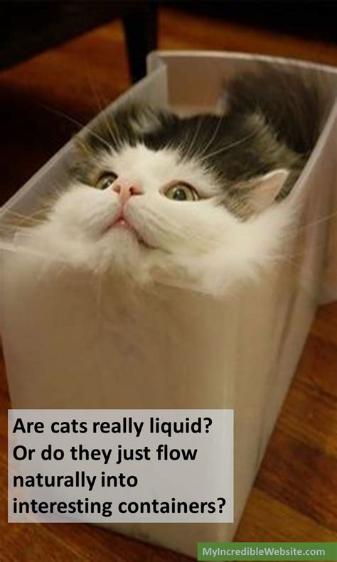 Are Cats Really Liquid My Incredible Website